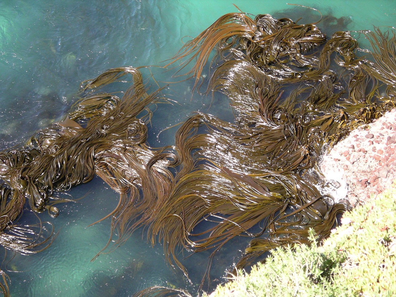 seaweeds
