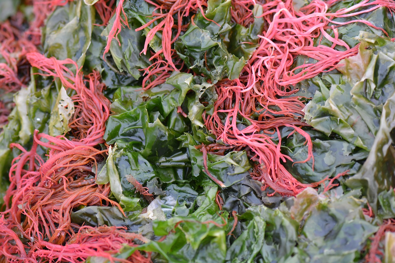seaweeds
